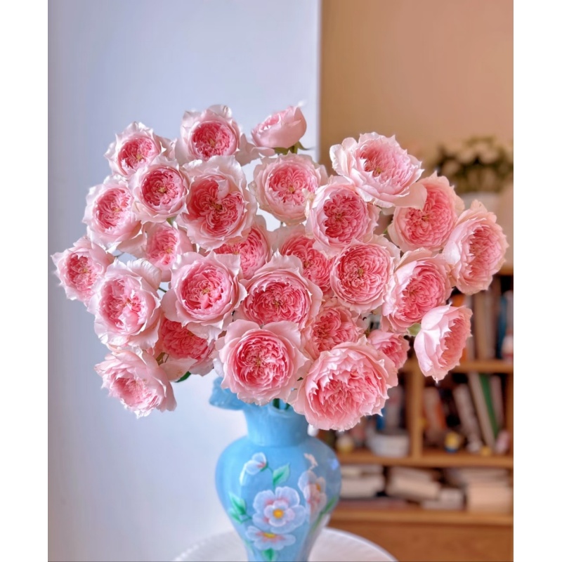 【莫妮卡戴维】 多头玫瑰   真花 鲜切花  一单中通，两单顺丰发货 