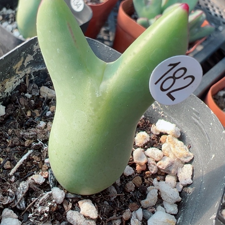 182，好1111111111111