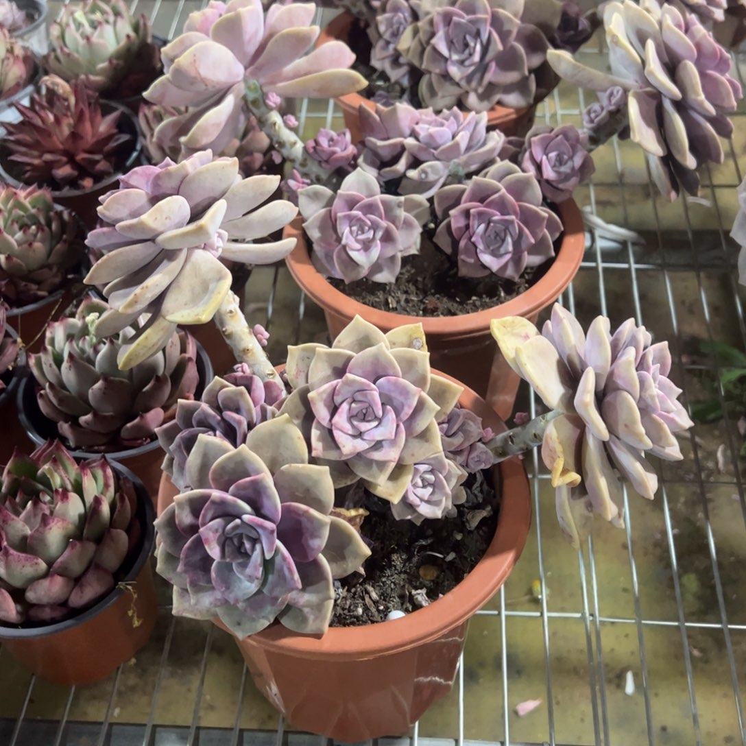 紫乐大盆多肉植物