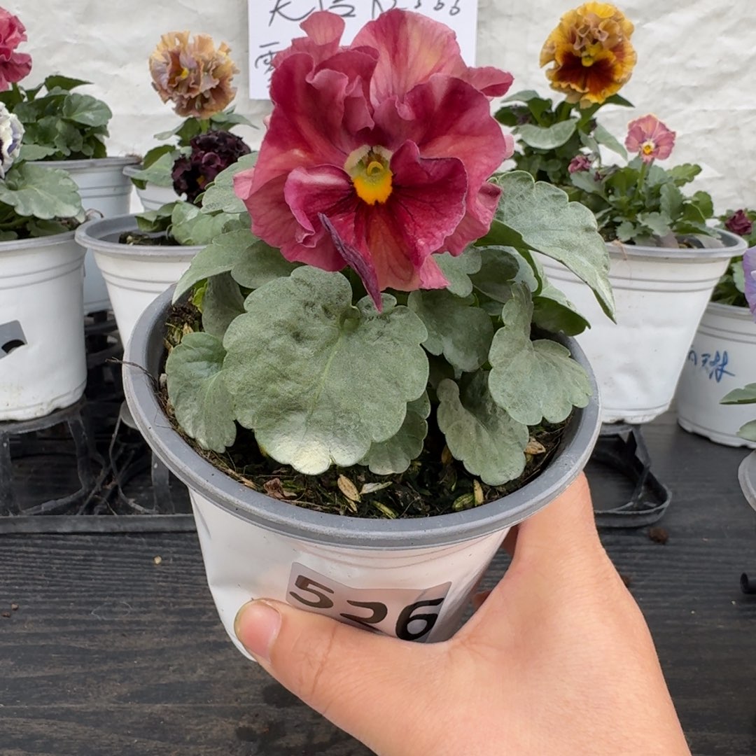 全部花朵526号玛丽林