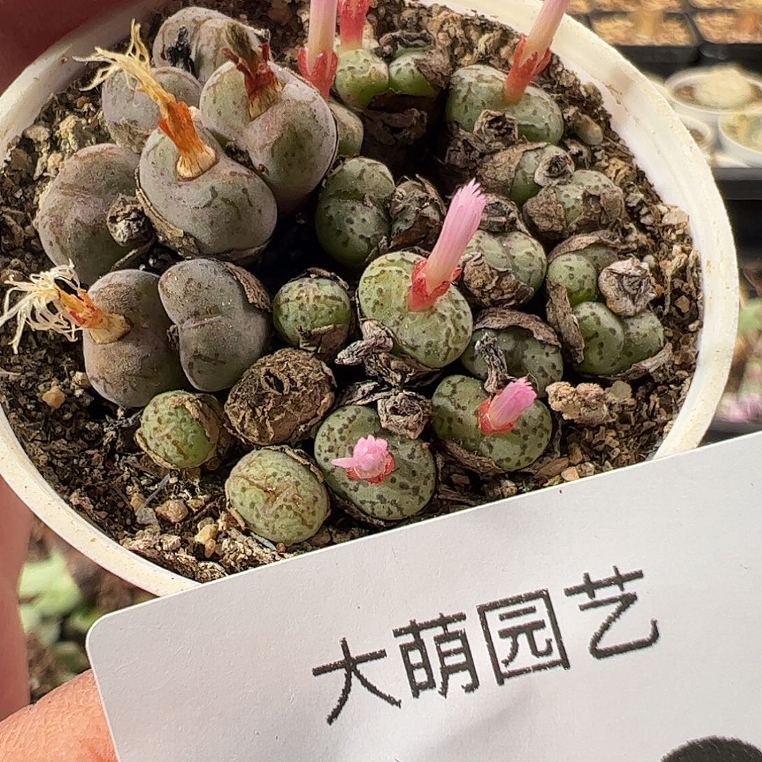 一物一拍。     316