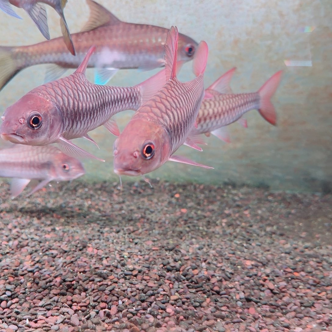 国结20cm顺丰包邮