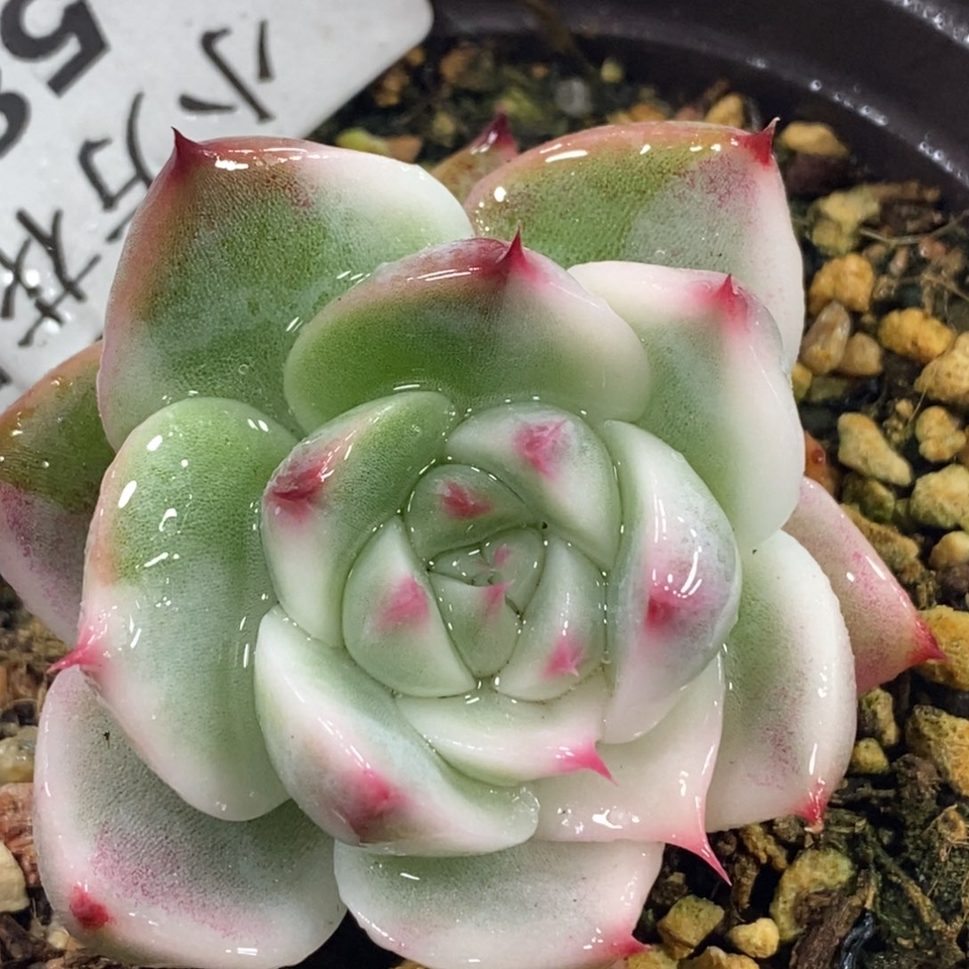 289吉娃锦基本福伦锦