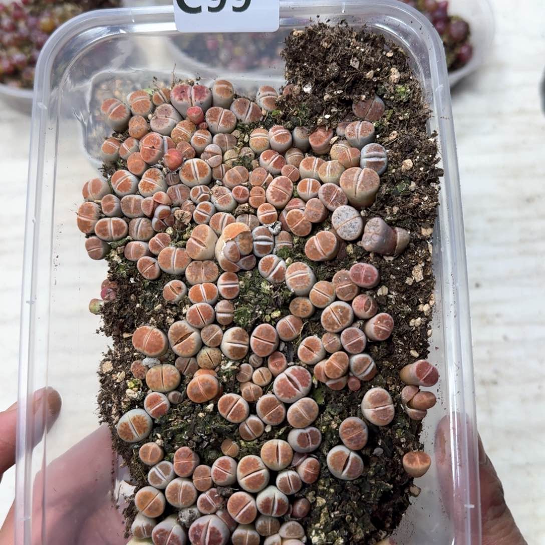 C99 红窗一大盒福利出