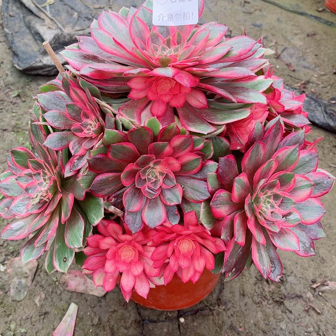 无花朵一**前多肉植物黑魔锦825