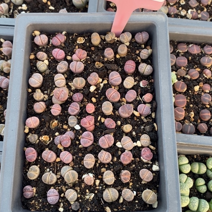 發***發生石花的季节到啦256