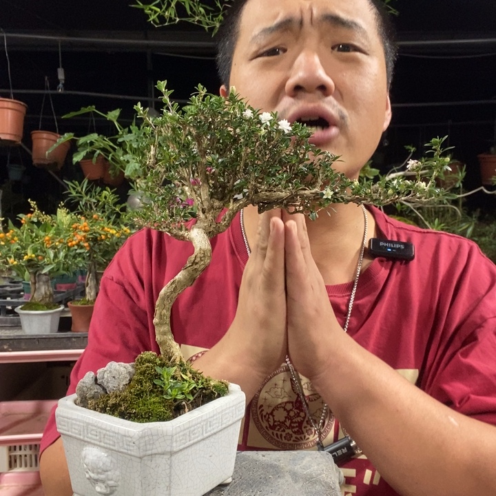 蛋***g以实际为准盆景盆栽绿植1