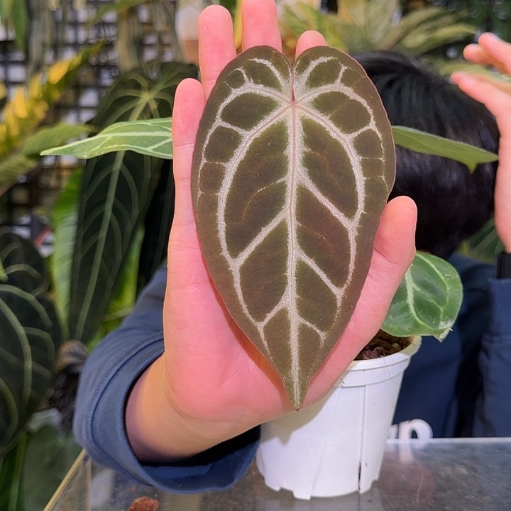 完全开放M52 树莓杂流星