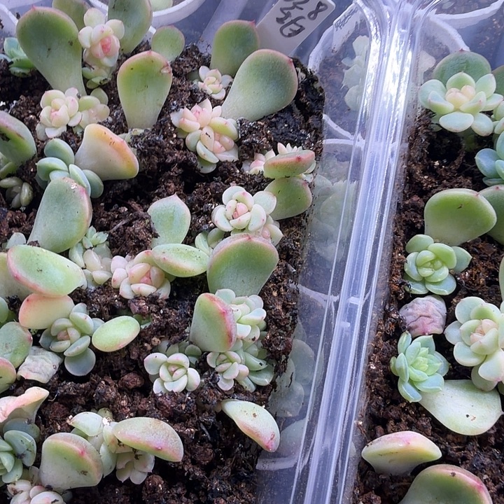 628甜心十颗一组单双混发