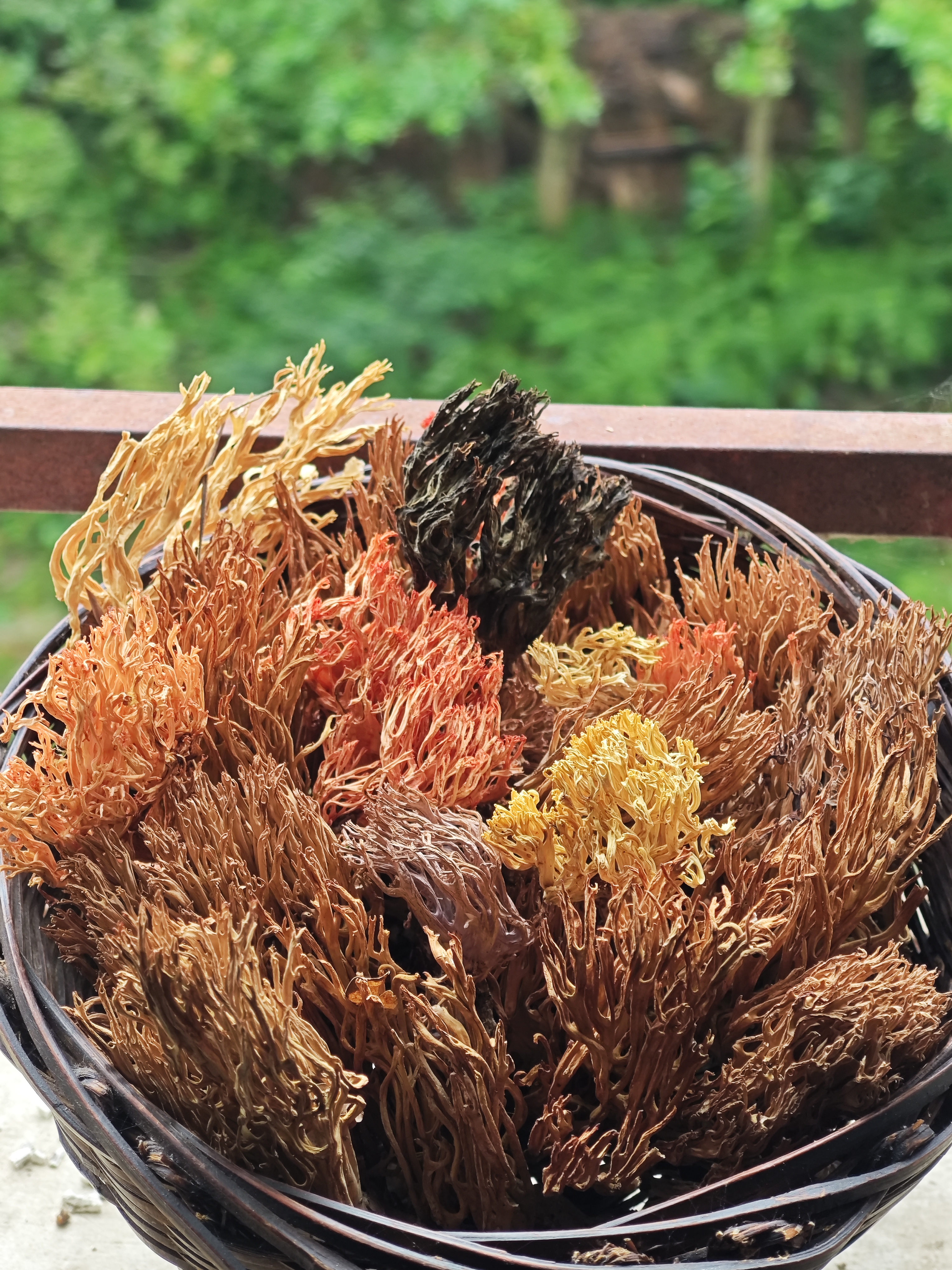 （上新）青川高山野生珊瑚菌刷把菌干货扫把菌干货