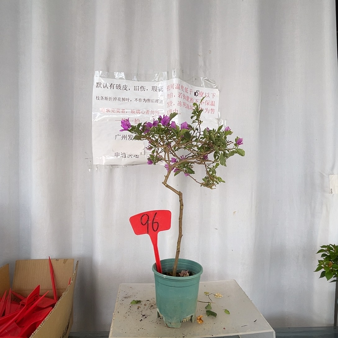 当前无花栽培后可以开花96银边雪紫