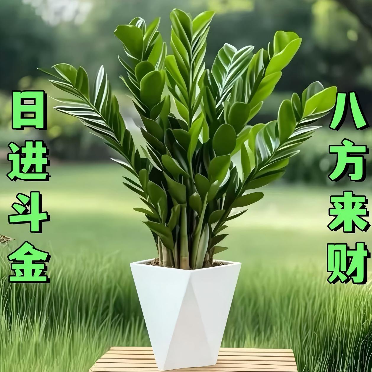【基地直发】70-80cm金钱树盆栽客厅办公室净化空气四季常青绿植