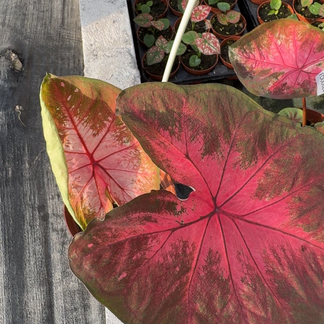 无花朵海王    00494