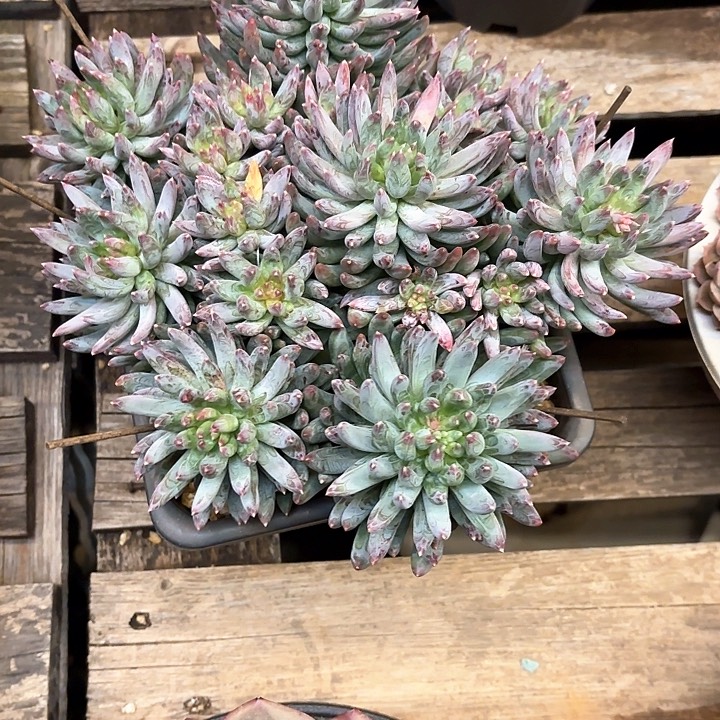 多肉植物，炫彩星