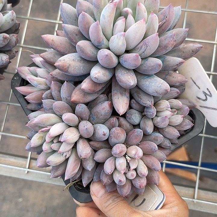 两单包邮，一物一拍37所罗门