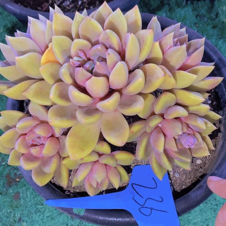 在家里面吃饭的吗