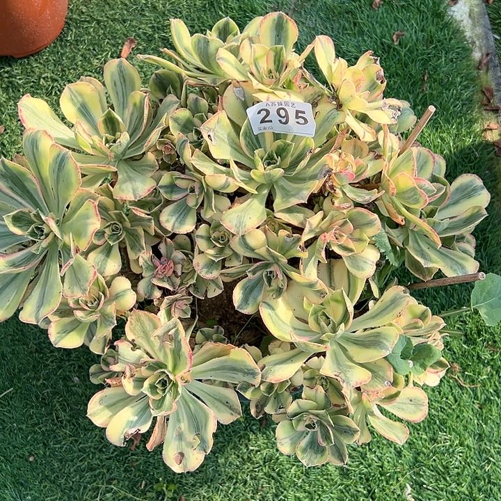 无花朵295青花瓷法师