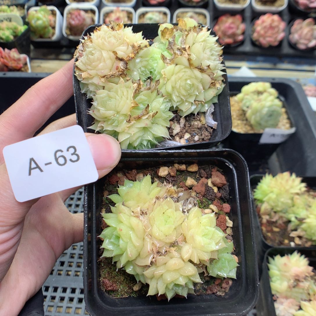 A63y y y y y y y y y y