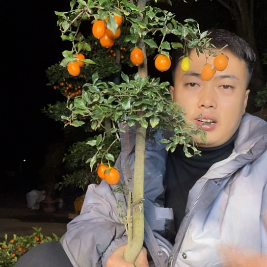 无花朵金弹子庭院原生品种