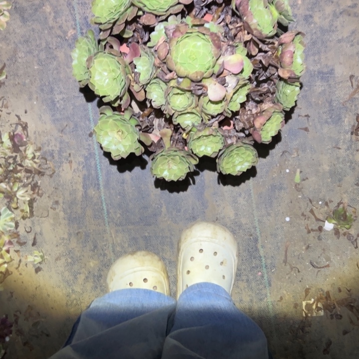 不包段枝一物一拍8