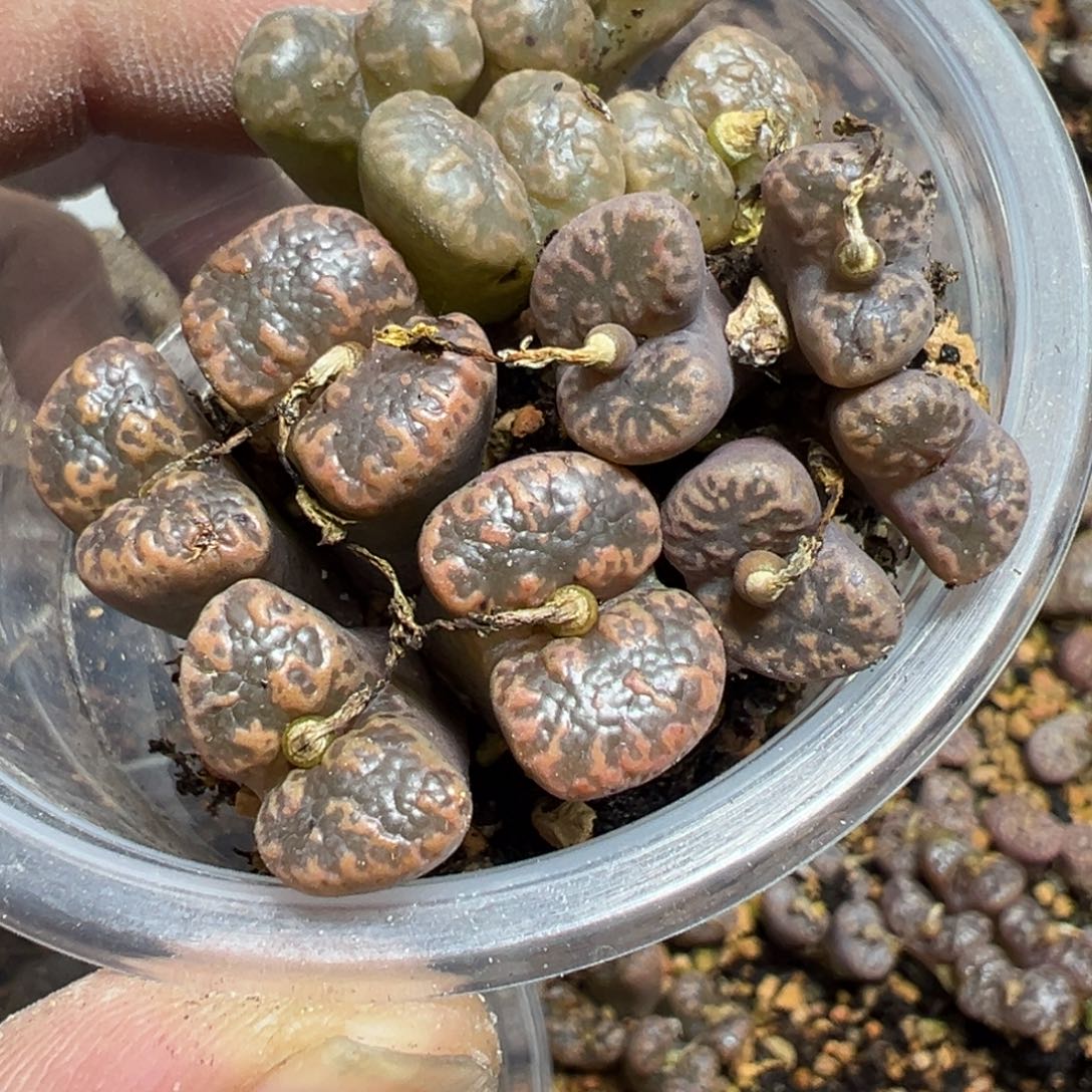 【闪购商品】 883。    