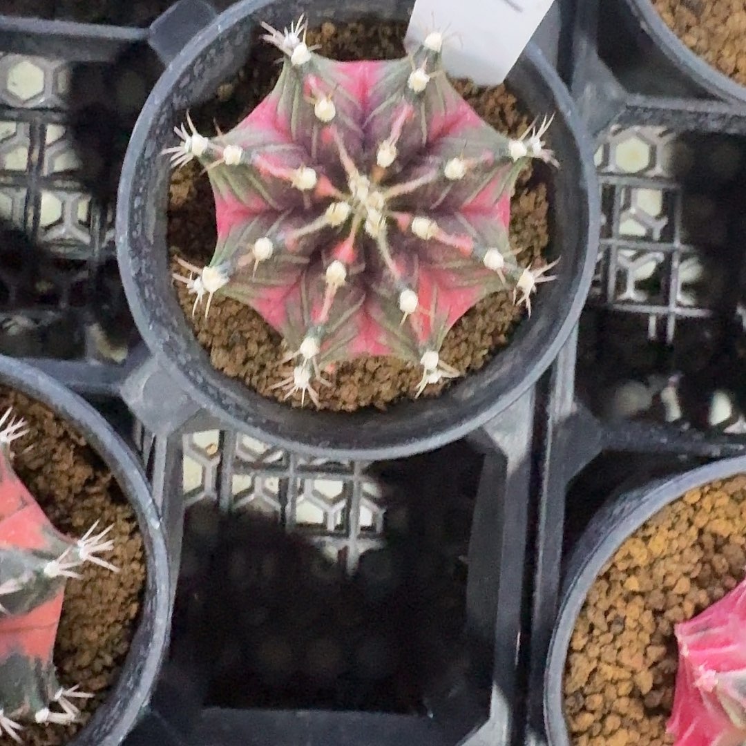 L306-1224广东发货 labin
