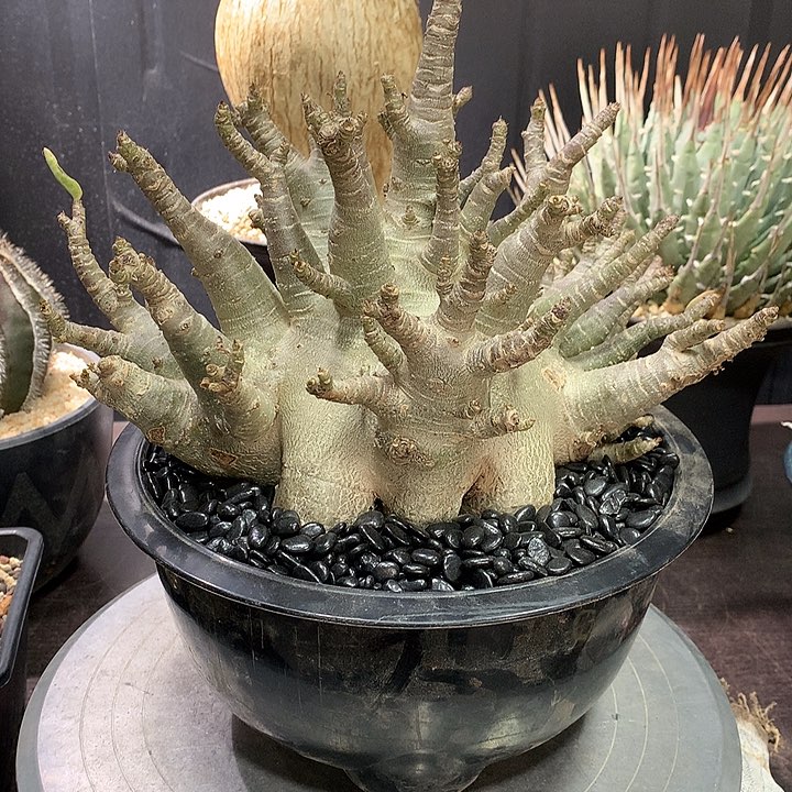 货****多哥丝啦11111111