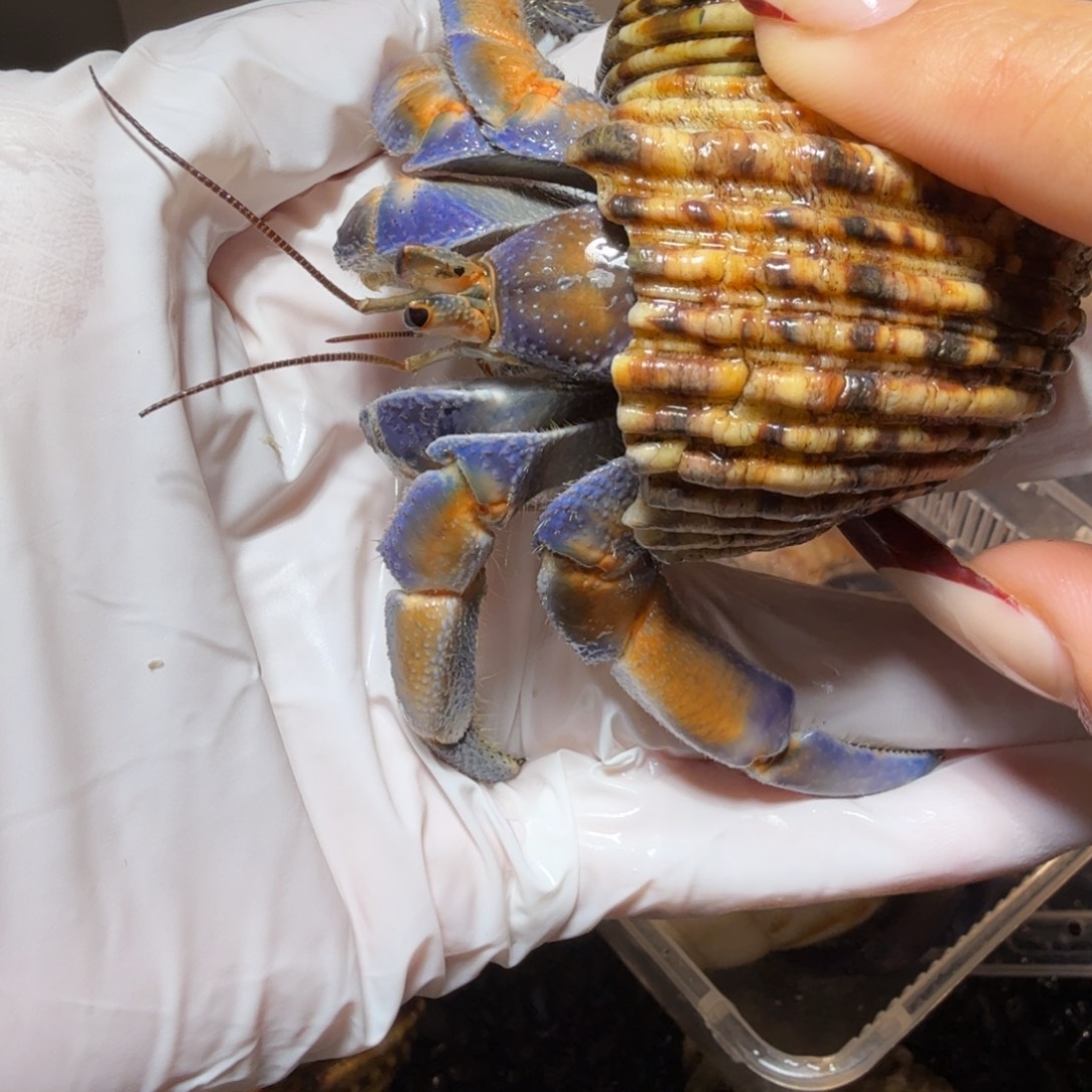 3.1口蓝橘 大小眼