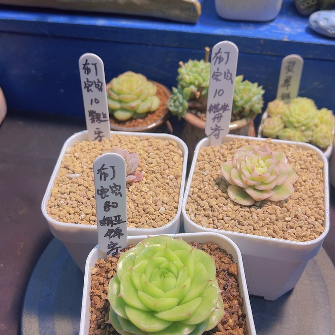 布**寳新品，多肉植物，
