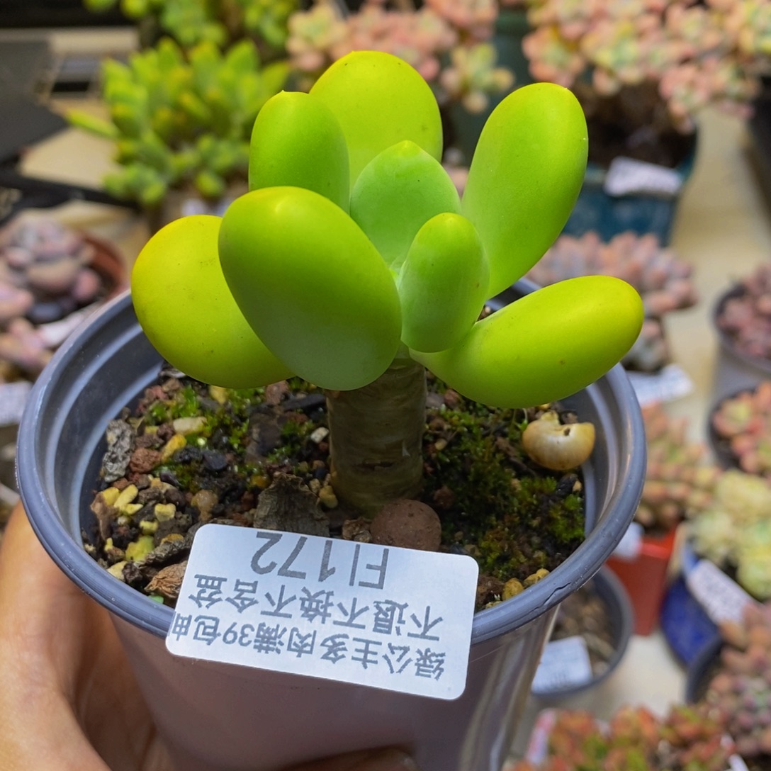 172金蟾芒果奶多肉6cm