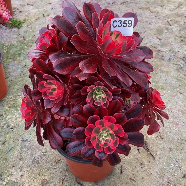 美杜莎多肉植物359