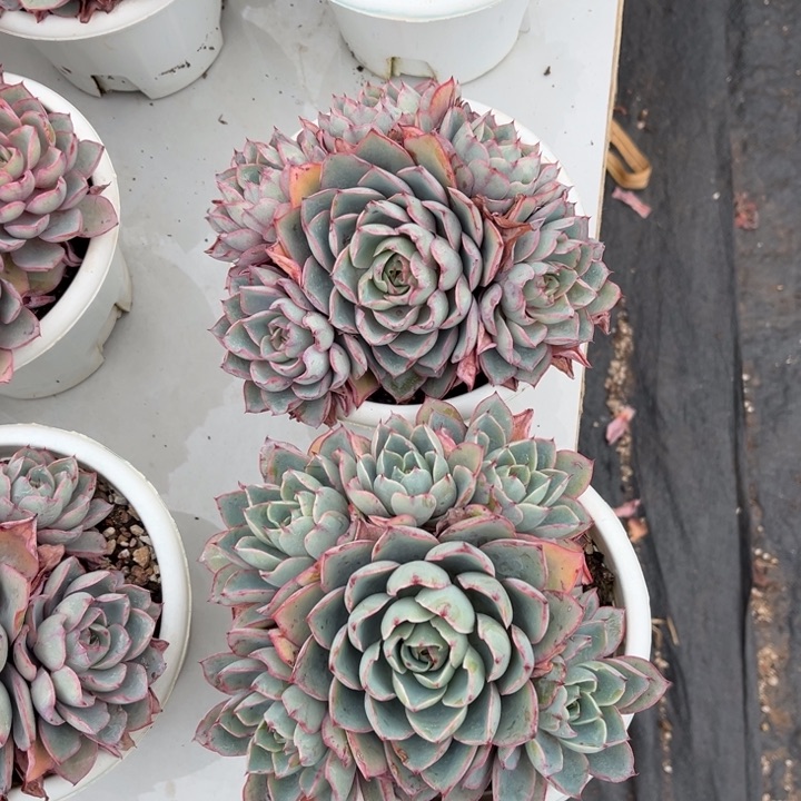 赫拉多肉两颗327 359