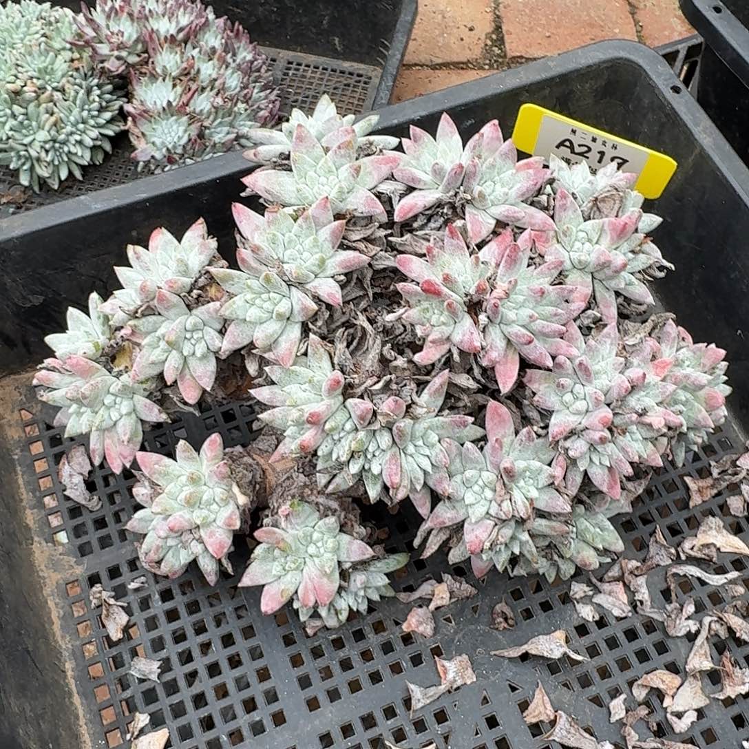 金***姑多肉植物仙女杯A219