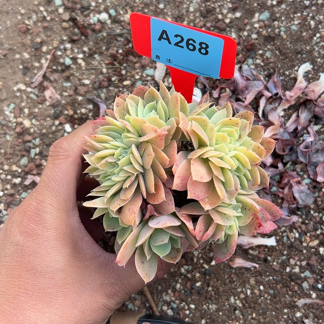 静****多肉植物一物一拍