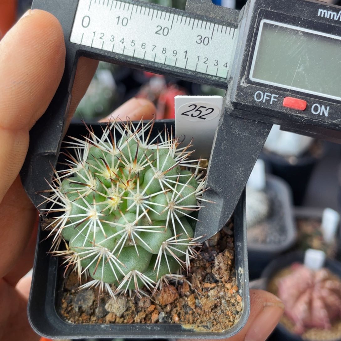 仙人球满28包邮盆5公分蓬莱宫