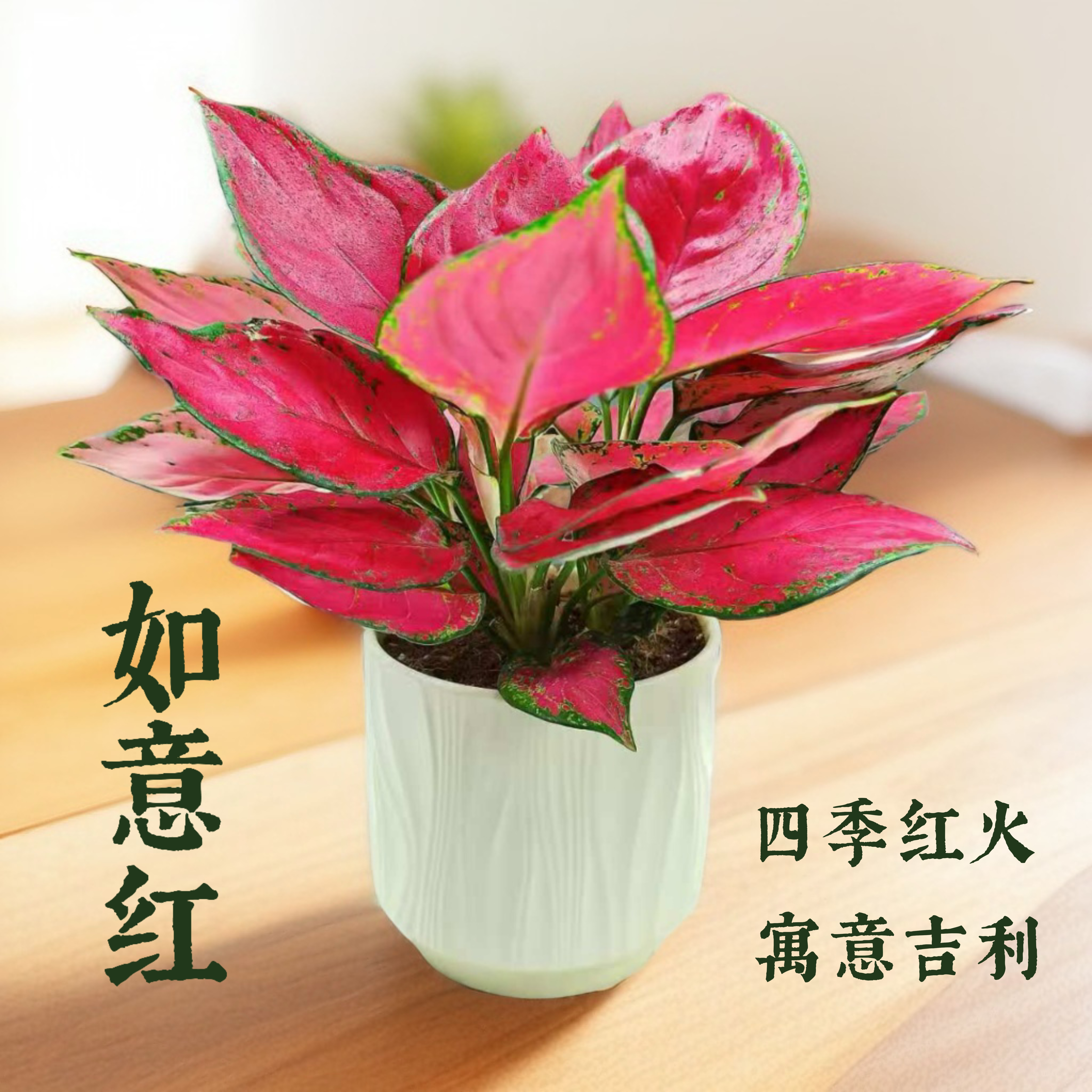 如意红盆栽办公室客厅阳台室内绿植盆栽如意红喜植物【多多花卉】