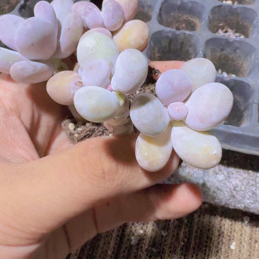 蛋黄奶三颗一组福利