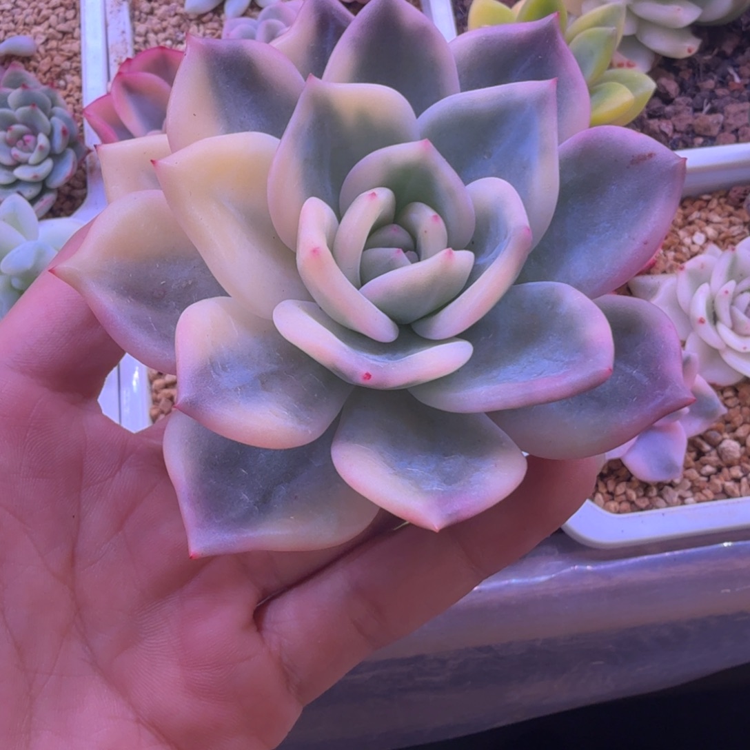 心***陈伊丽莎白锦 多肉植物