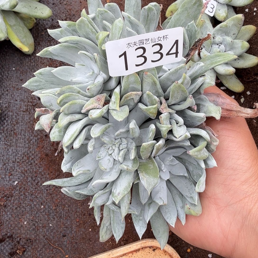 3代杂交仙女杯多肉福利处理