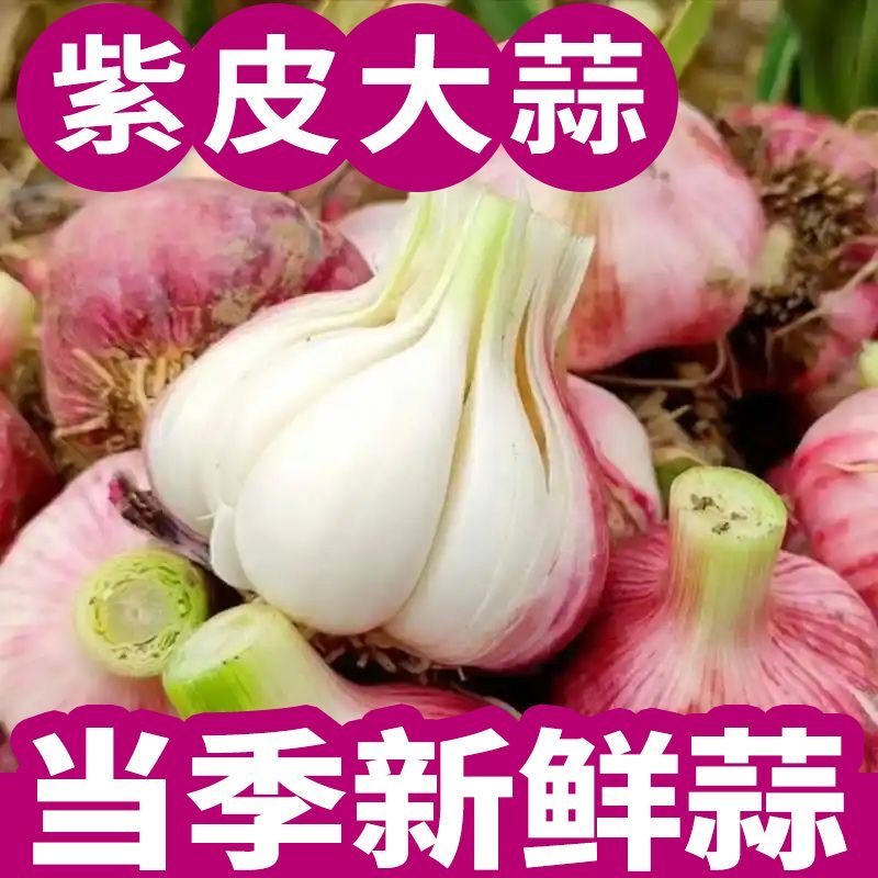 山东紫皮大蒜先挖新鲜