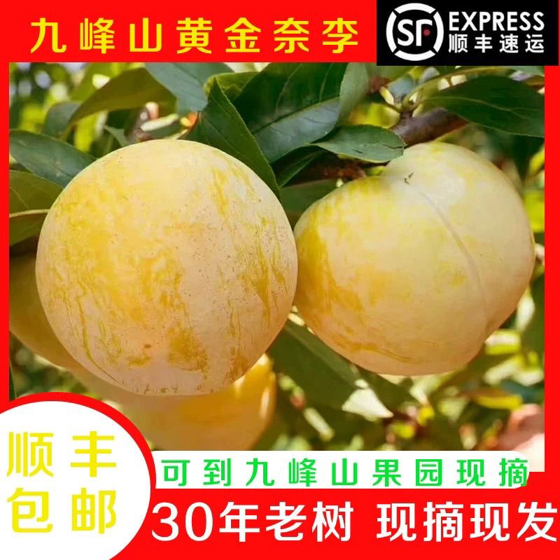 【顺丰包邮】正宗广东韶关乐昌九峰山黄金奈李新鲜脆甜3/5/9斤包邮