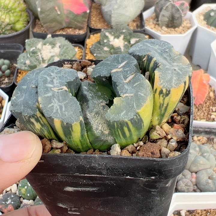 玉扇锦非常非常好看