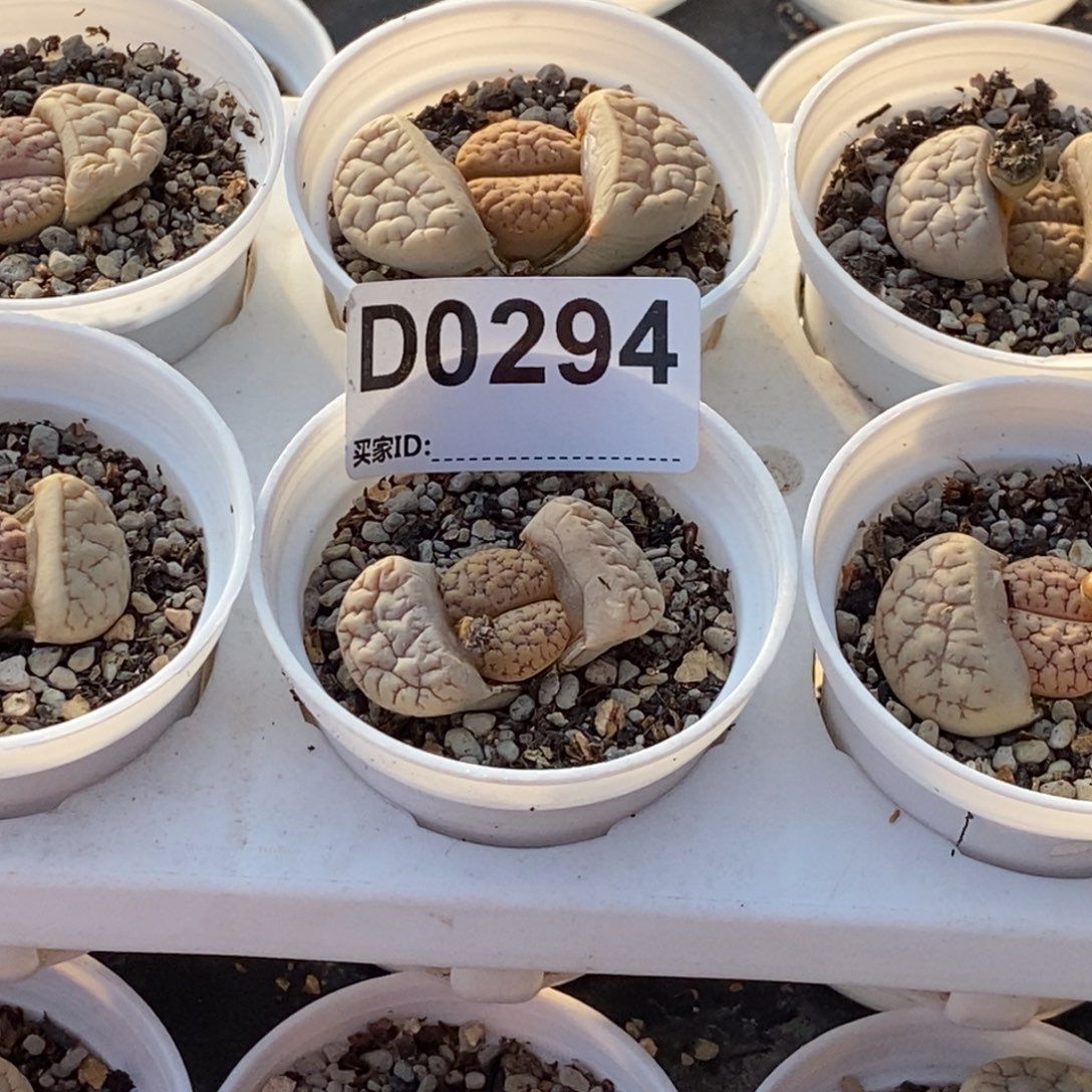 0296直播间一物一拍