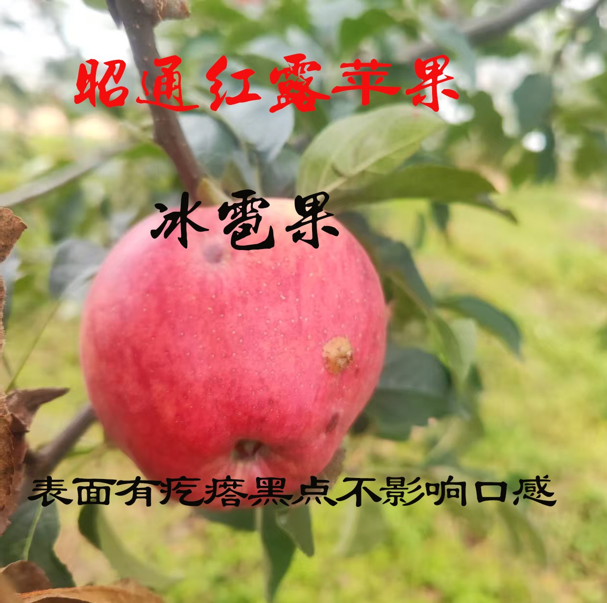 【瑕疵果】云南昭通自家果园红露品种现摘脆甜多汁冰糖心