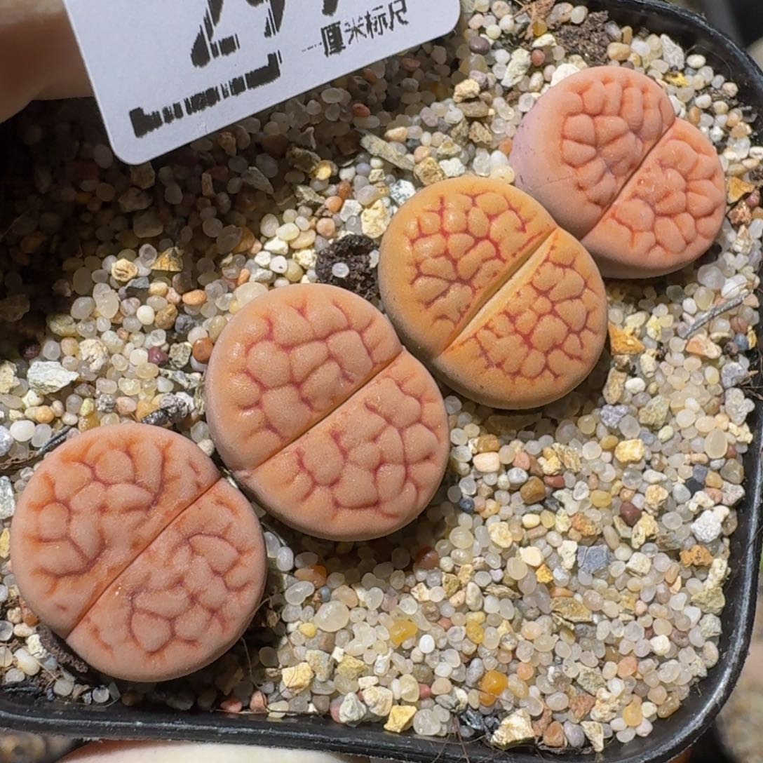 Zzzz精品生石花299