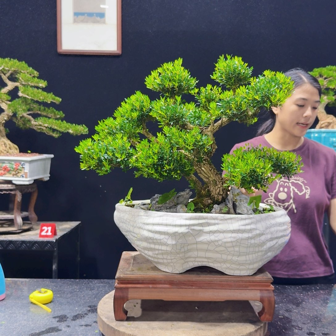 无花朵黄杨盆景四季常绿