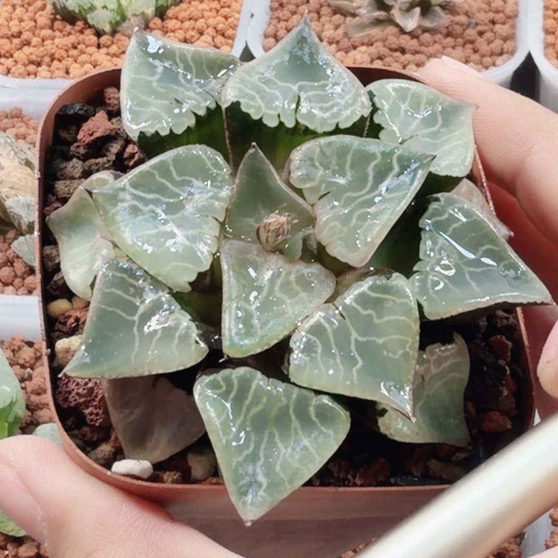 相***的无花朵十二卷火凤凰