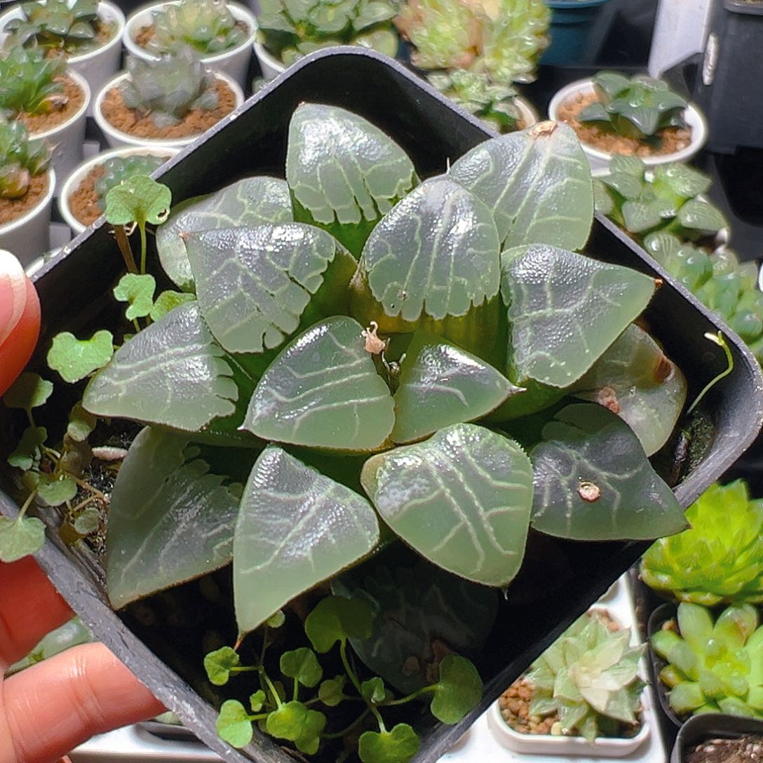 5289玉露多肉植物一颗