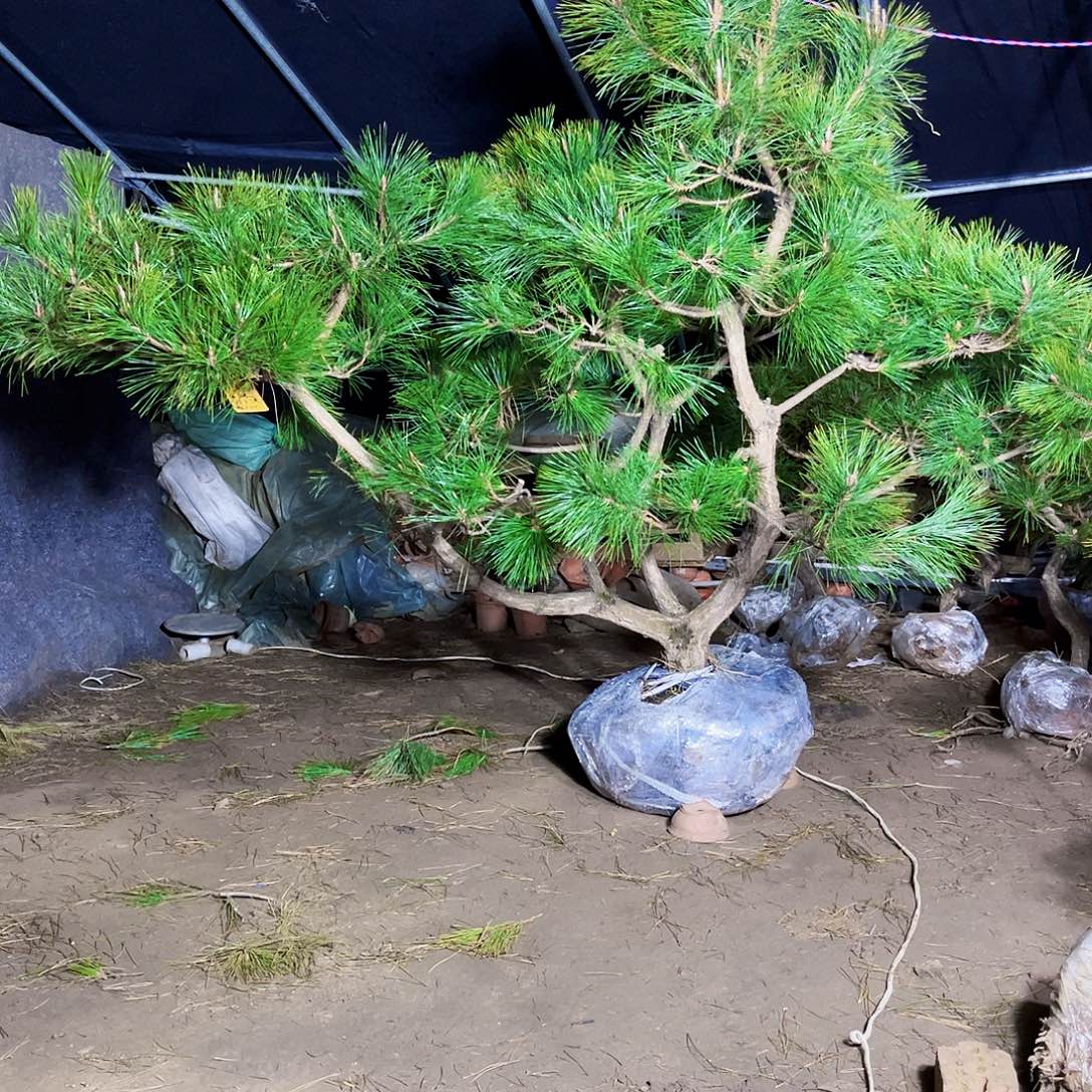 坏***师无花朵黑松22222222