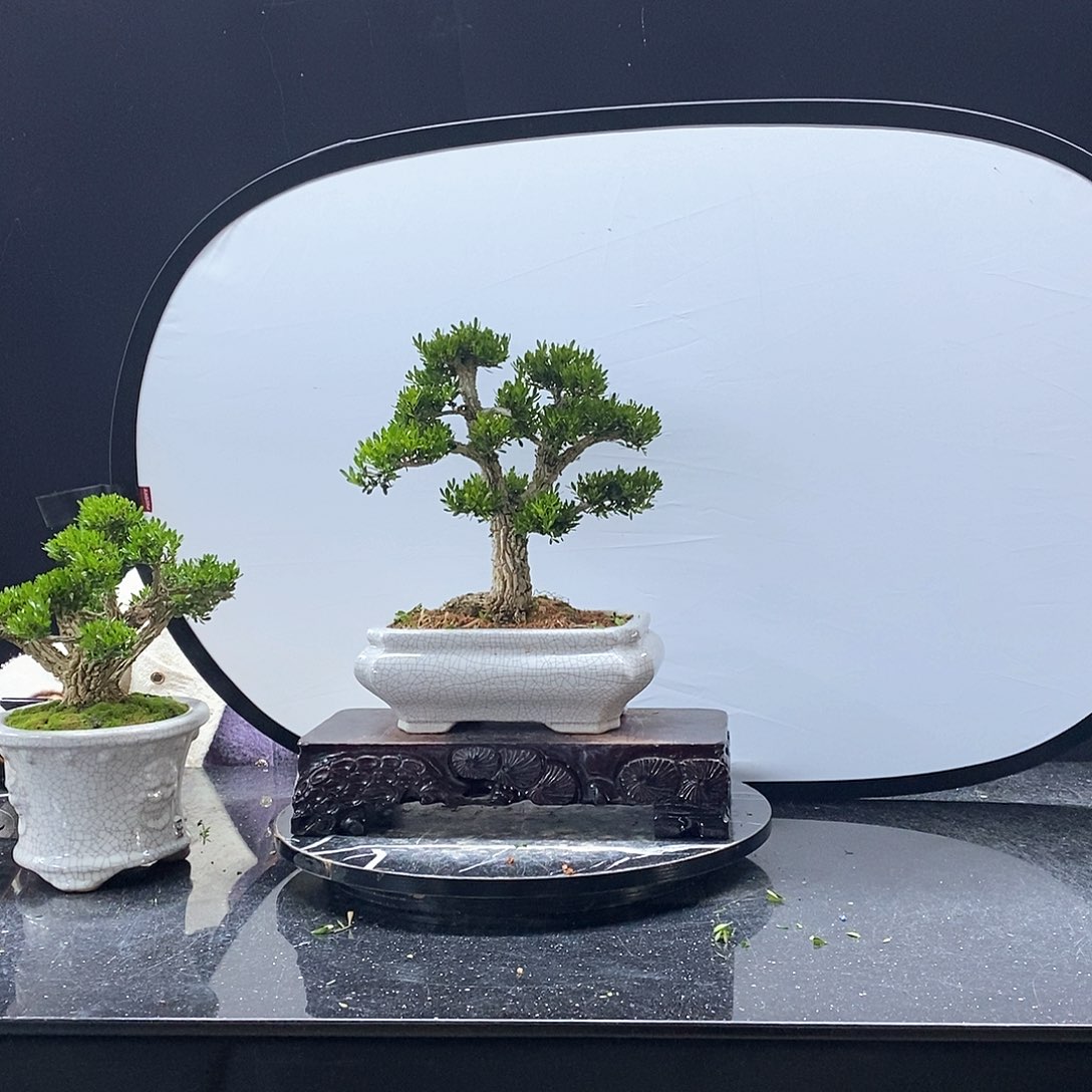 无花朵黄杨盆景艺术